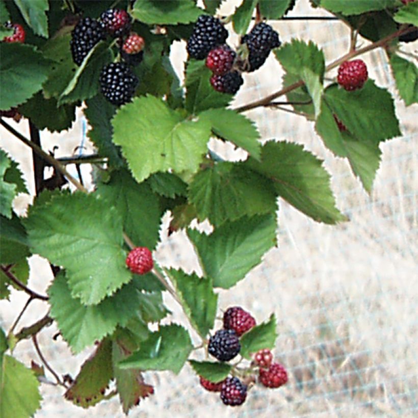 Mûrier sans épines Triple Crown (Feuillage)