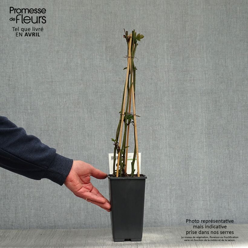 Spécimen de Mûrier sans épines Triple Crown Pot de 1,5L/2L, TouffeHauteur livrée env. 40/50cm tel que livré au printemps