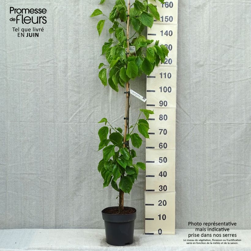 Spécimen de Mûrier blanc King's White - Morus alba var. laevigata, Morus macroura Pot de 7L tel que livré au printemps