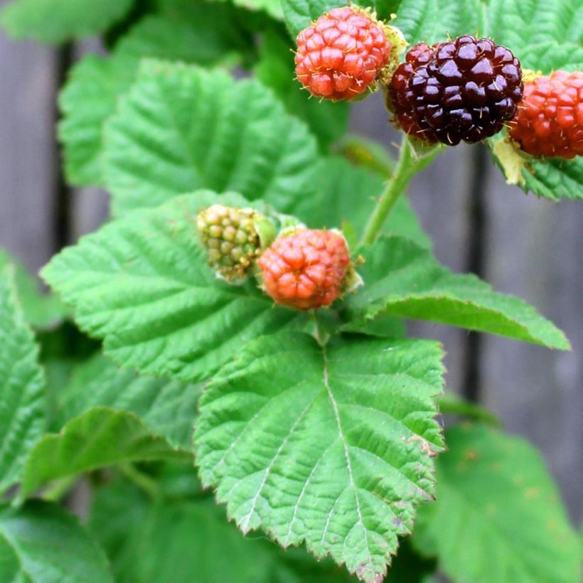 Mûrier-framboisier Boysenberry (Feuillage)