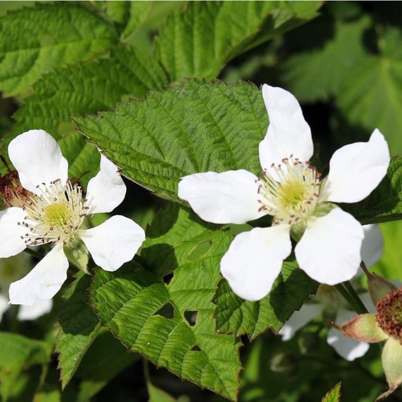 Mûrier-framboisier Boysenberry (Floraison)