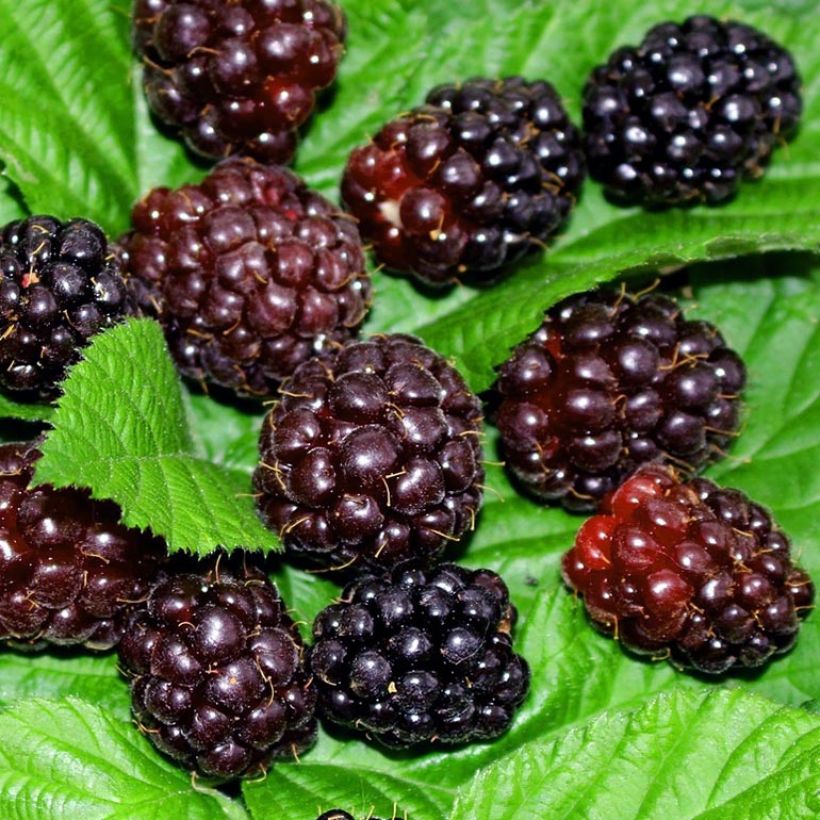 Mûrier-framboisier Boysenberry (Récolte)