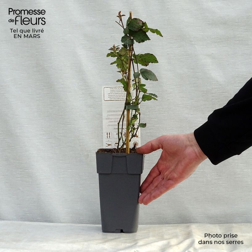 Spécimen de Mûrier-framboisier Boysenberry Pot de 1.5L/2L tel que livré au printemps