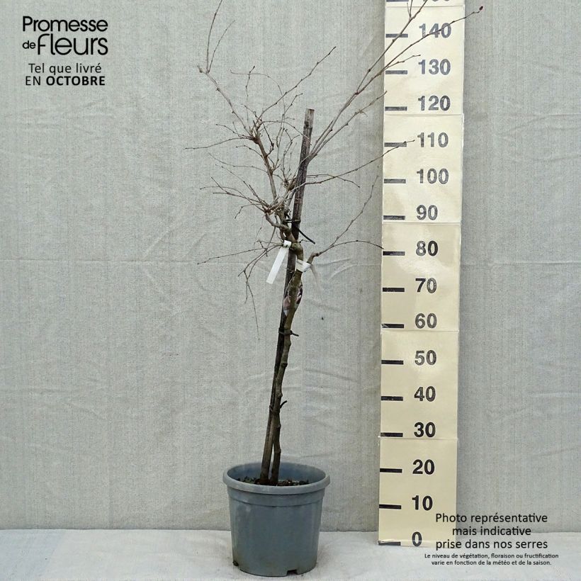 Spécimen de Mûrier nain Mojo Berry - Morus rotundiloba Pot de 7,5L/10L, 1/4 de tige, Tige de 40 cm tel que livré en automne