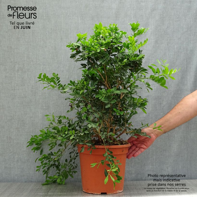 Example of Murraya paniculata - Buis de Chine, Bois jasmin as you get in ete