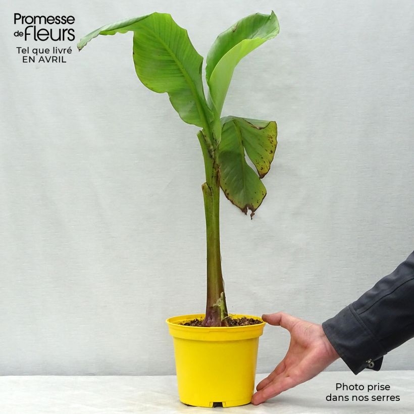 Spécimen de Musa basjoo - Bananier du Japon pot de 1.5L/2L tel que livré au printemps