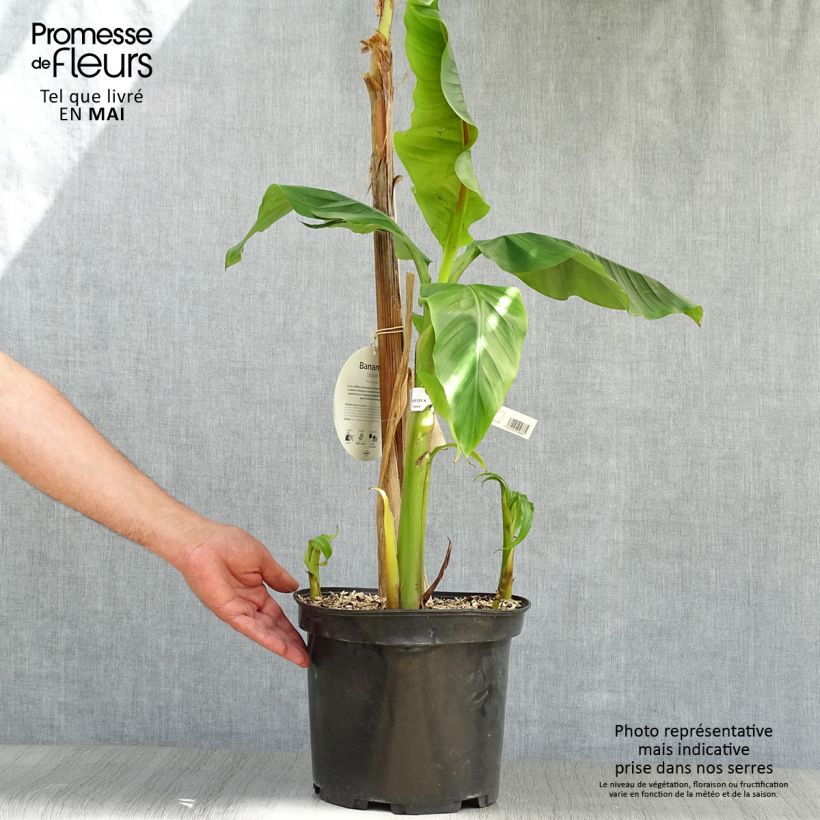 Spécimen de Musa basjoo - Bananier du Japon pot de 4L/5L tel que livré au printemps