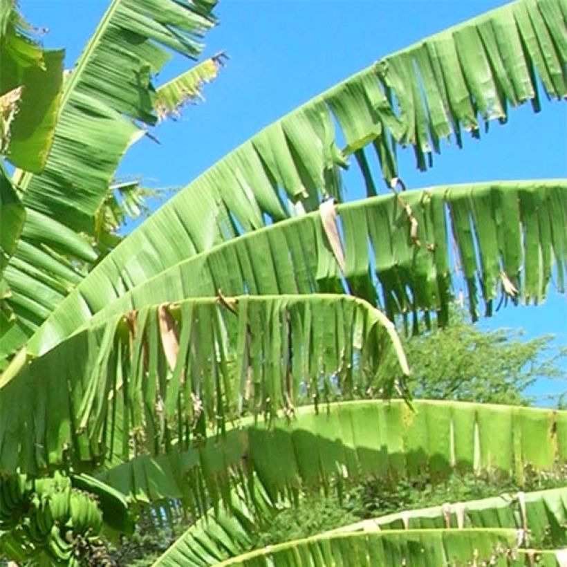 Musa itinerans Mekong Giant - Bananier voyageur (Feuillage)