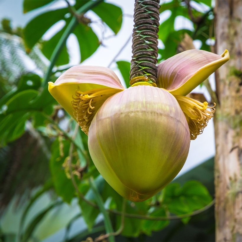 Musa basjoo Tchetchenia - Bananier du Japon (Floraison)