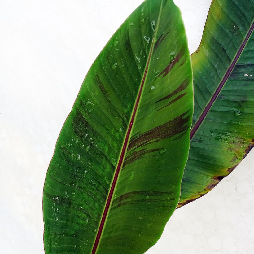 Musa sikkimensis Red Tiger - Bananier du Sikkim (Feuillage)