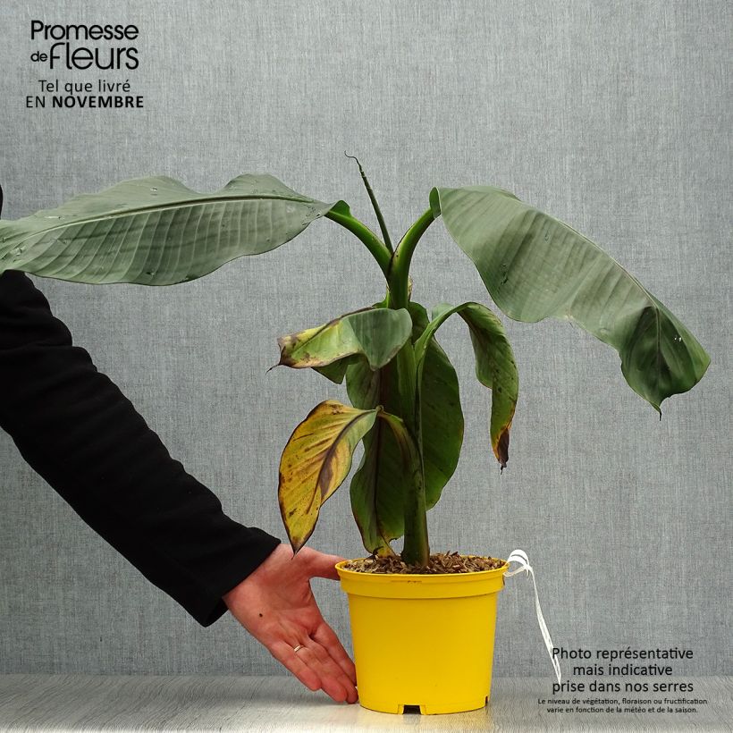 Spécimen de Musa sikkimensis Red Tiger - Bananier du Sikkim Pot de 3L/4L tel que livré en automne