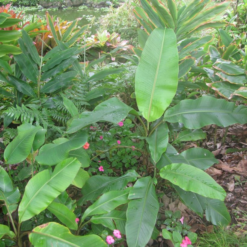 Bananier à fleurs roses - Musa velutina (Feuillage)