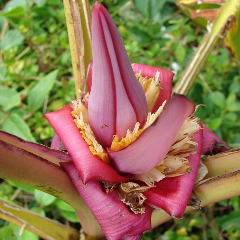 Bananier à fleurs roses - Musa velutina (Floraison)