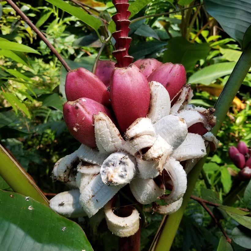 Bananier à fleurs roses - Musa velutina (Récolte)