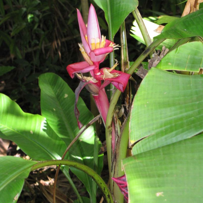 Bananier à fleurs roses - Musa velutina (Port)