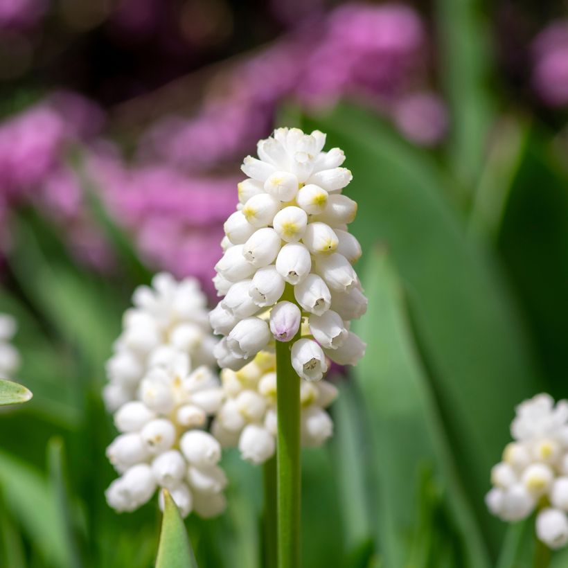 Muscari aucheri White Magic (Floraison)