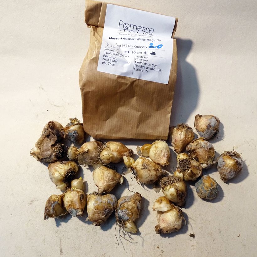 Exemple de spécimen de Muscari aucheri White Magic Bulbe calibre 7 tel que livré