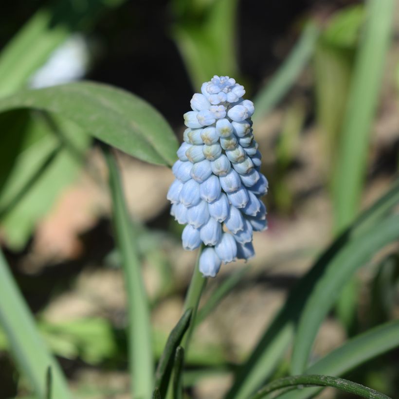 Muscari Baby's Breath (Jenny Robinson) (Floraison)