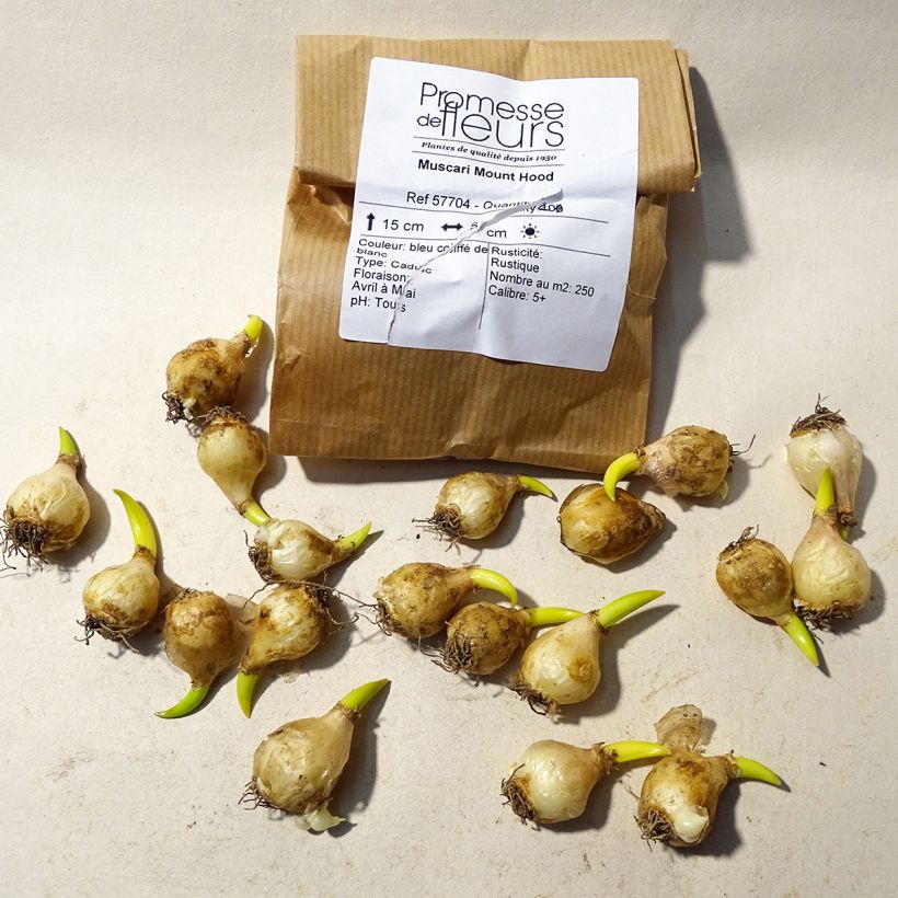 Exemple de spécimen de Muscari Mount Hood Bulbe tel que livré