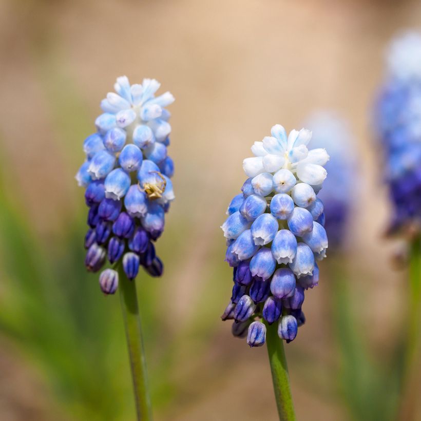 Muscari Mount Hood (Floraison)