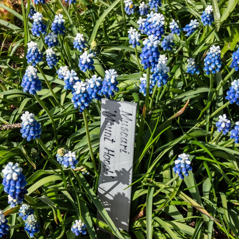 Muscari Mount Hood (Port)