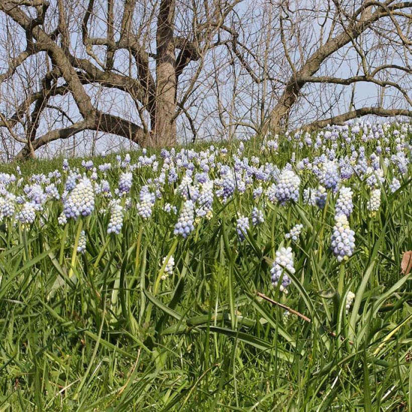 Muscari Peppermint (Floraison)