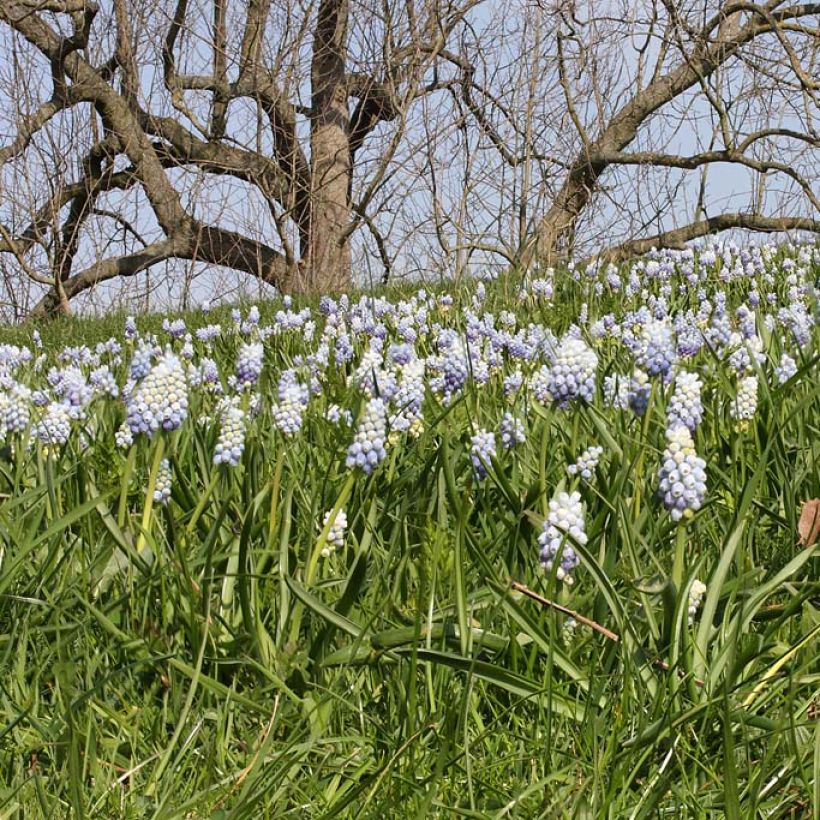 Muscari Peppermint (Port)