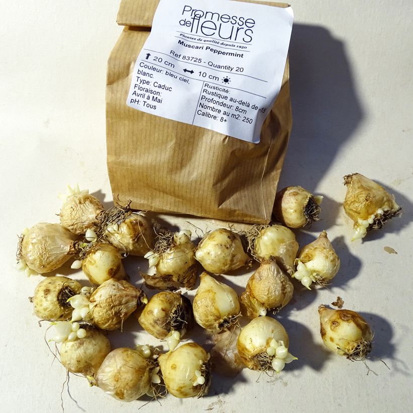 Exemple de spécimen de Muscari Peppermint Bulbe tel que livré