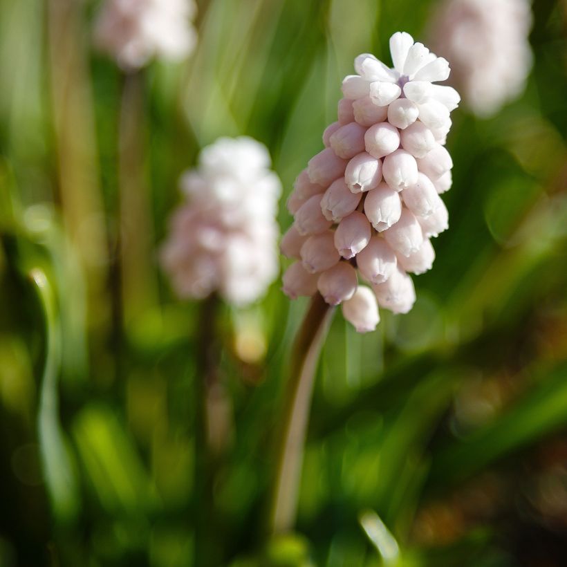 Muscari Pink Sunrise (Floraison)