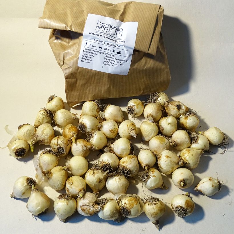 Exemple de spécimen de Muscari armeniacum Big Smile Bulbe tel que livré