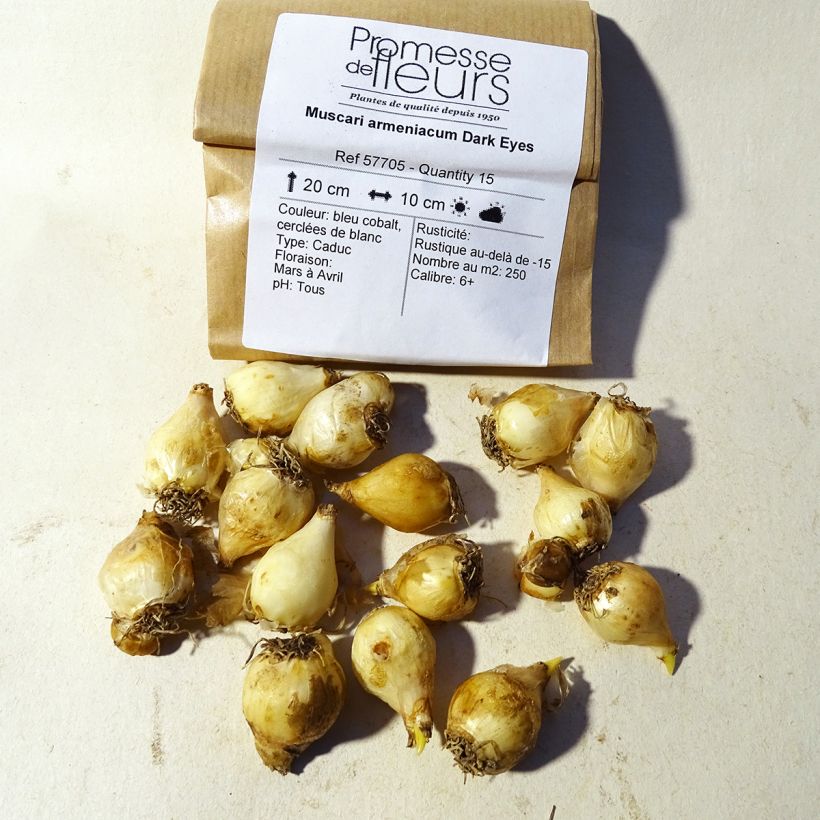 Exemple de spécimen de Muscari armeniacum Dark Eyes Bulbe tel que livré