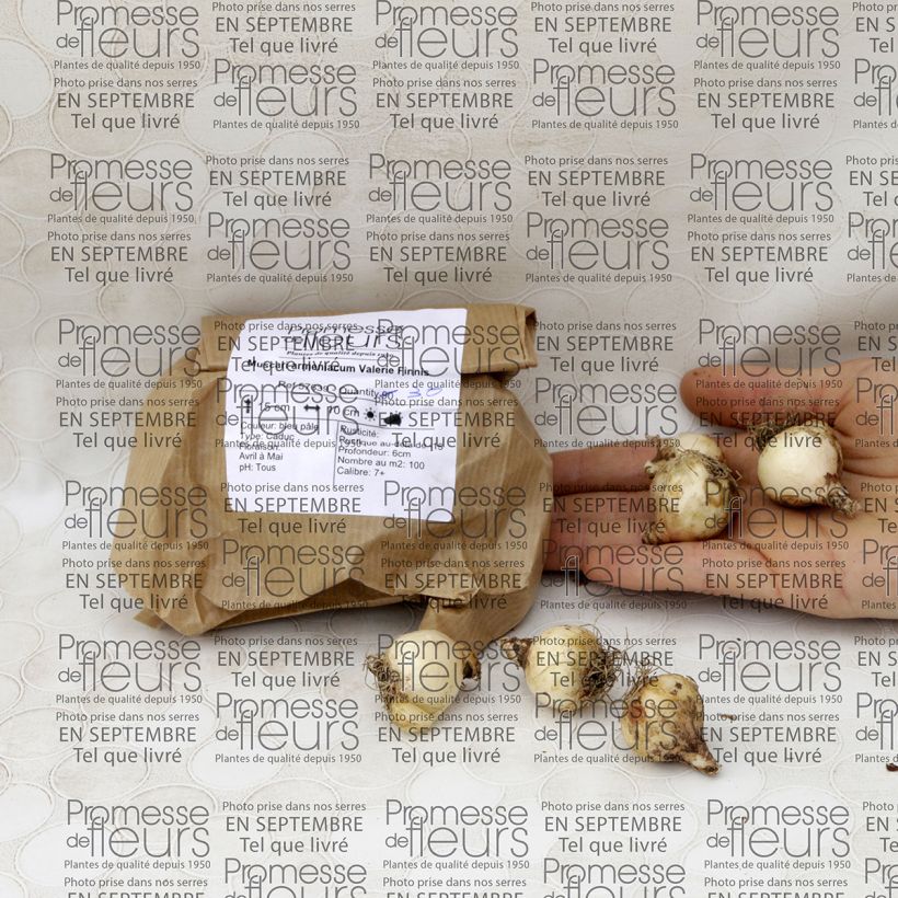 Exemple de spécimen de Muscari armeniacum Valerie Finnis Bulbe tel que livré