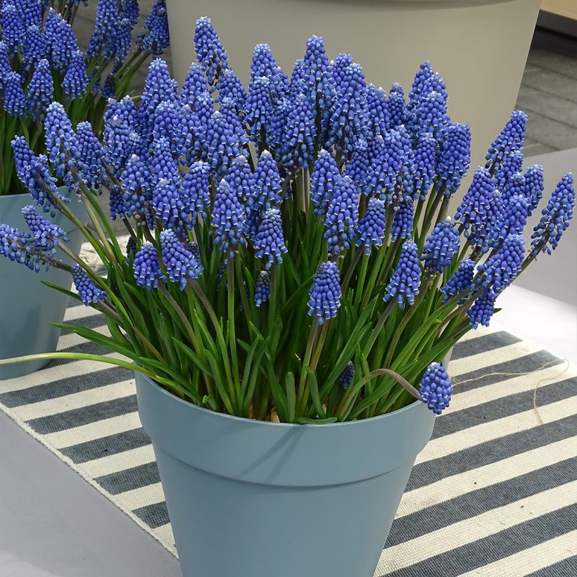 Muscari armeniacum 6+ (Port)