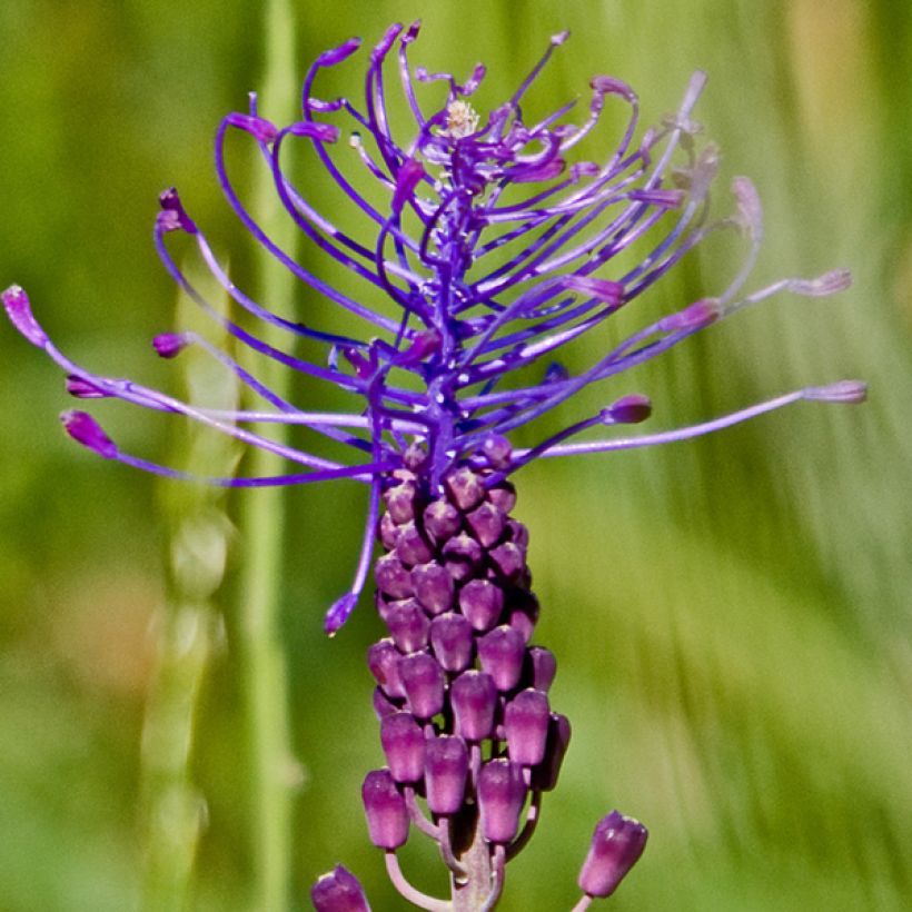 Muscari comosum - Muscari à toupet (Floraison)