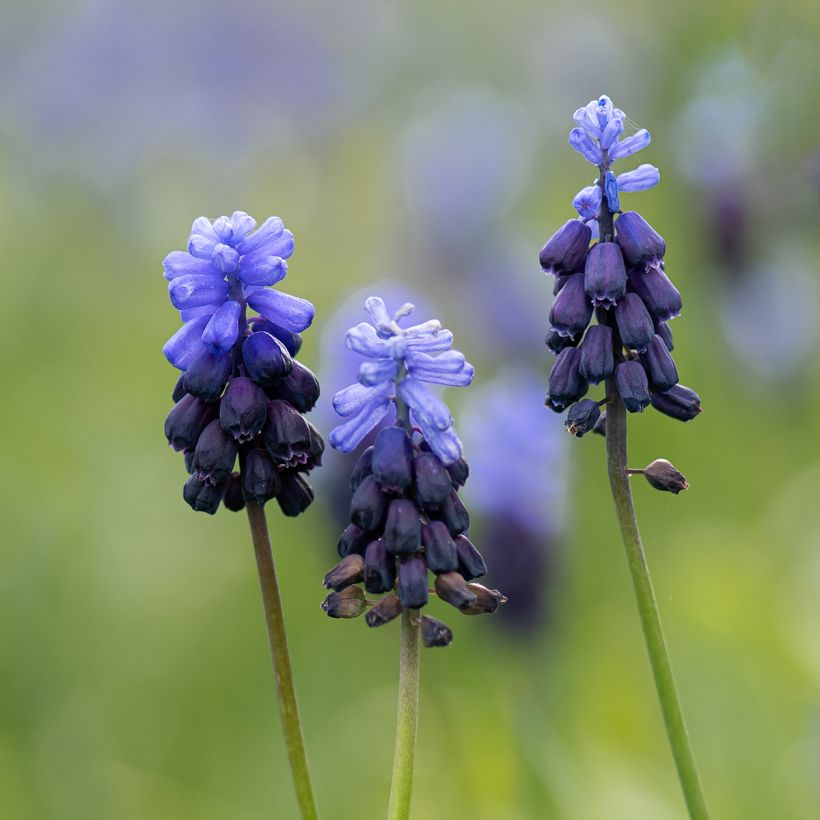 Muscari latifolium (Floraison)