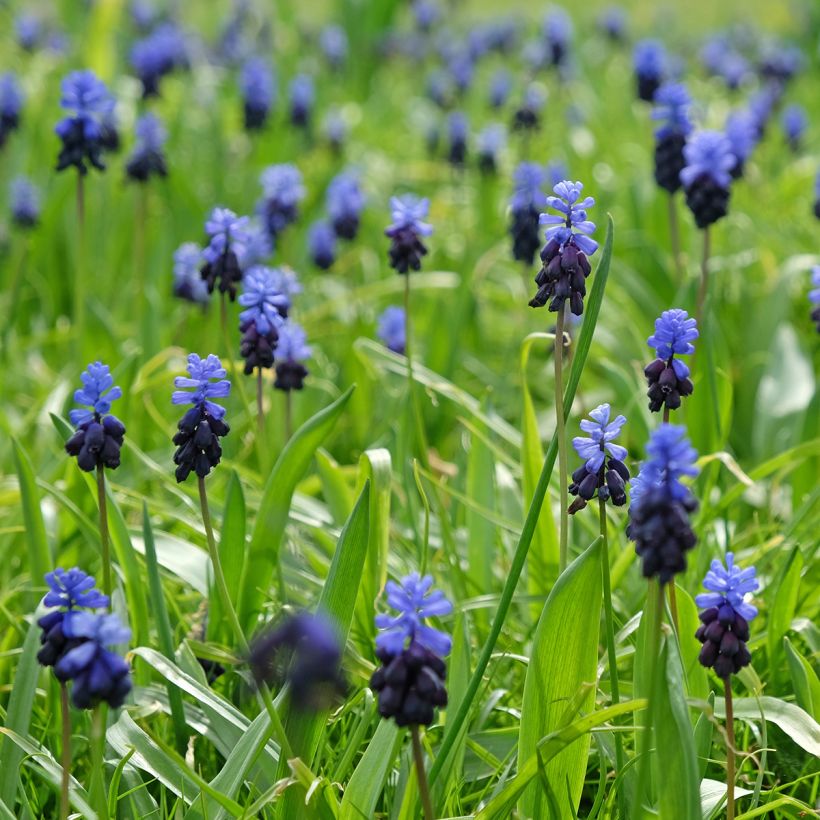 Muscari latifolium (Port)