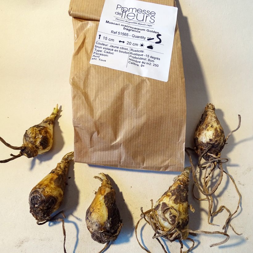 Exemple de spécimen de Muscari macrocarpum Golden fragrance tel que livré