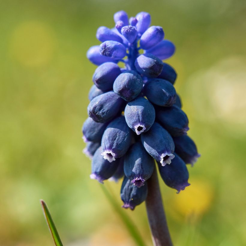 Muscari neglectum (Floraison)