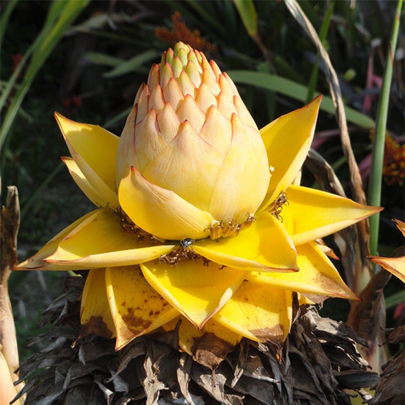 Musella lasiocarpa - Bananier nain (Floraison)