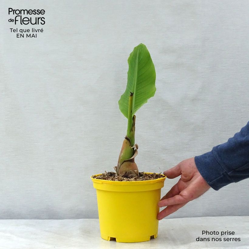 Spécimen de Musella lasiocarpa - Bananier nain pot de 2/3L tel que livré au printemps