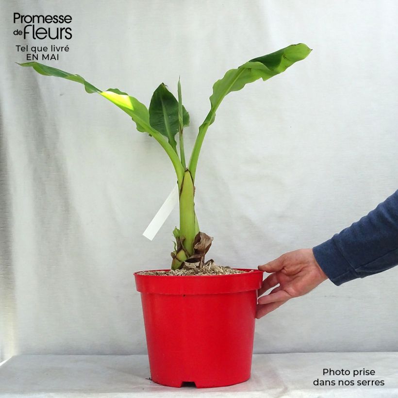 Spécimen de Musella lasiocarpa - Bananier nain pot de 4L/5L tel que livré au printemps