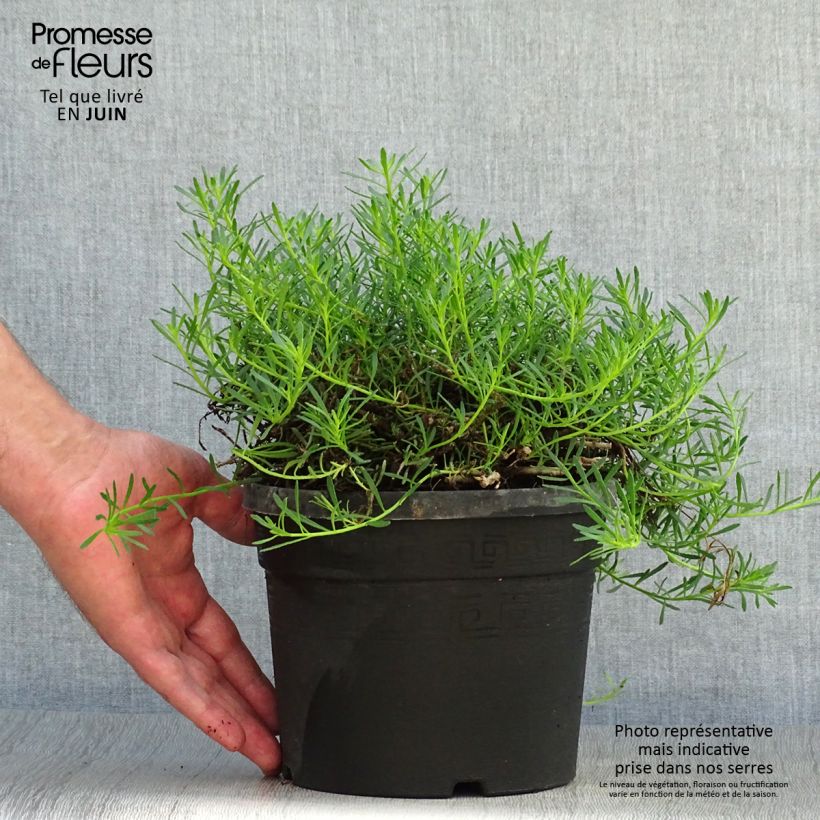 Spécimen de Myoporum parvifolium Rose Pot de 3L/4L tel que livré en été