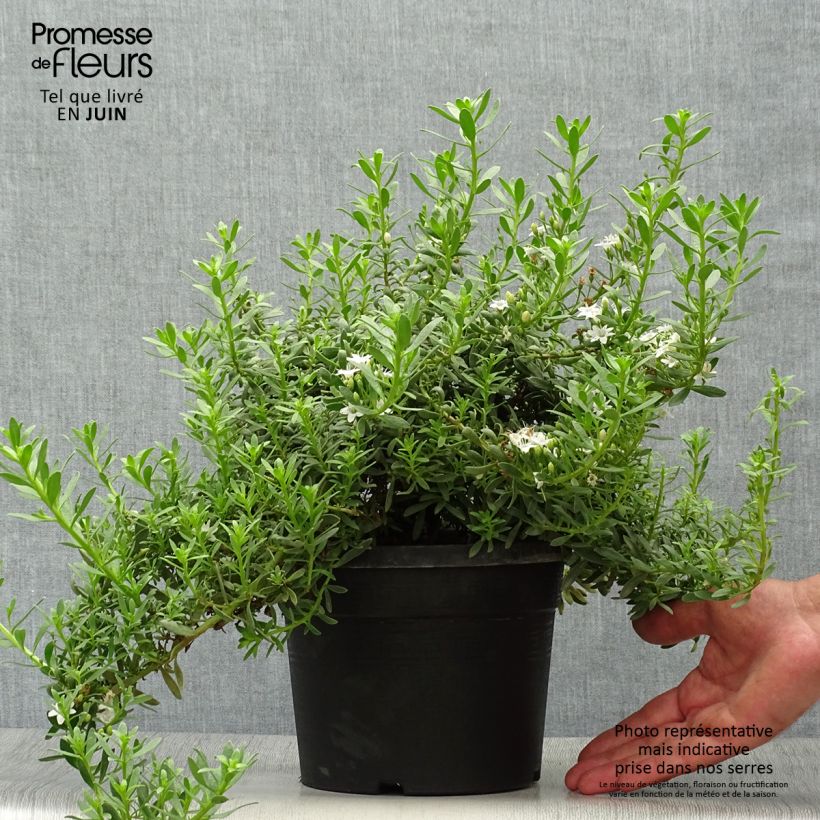Spécimen de Myoporum parvifolium à fleurs blanches Pot de 3L/4L tel que livré en été