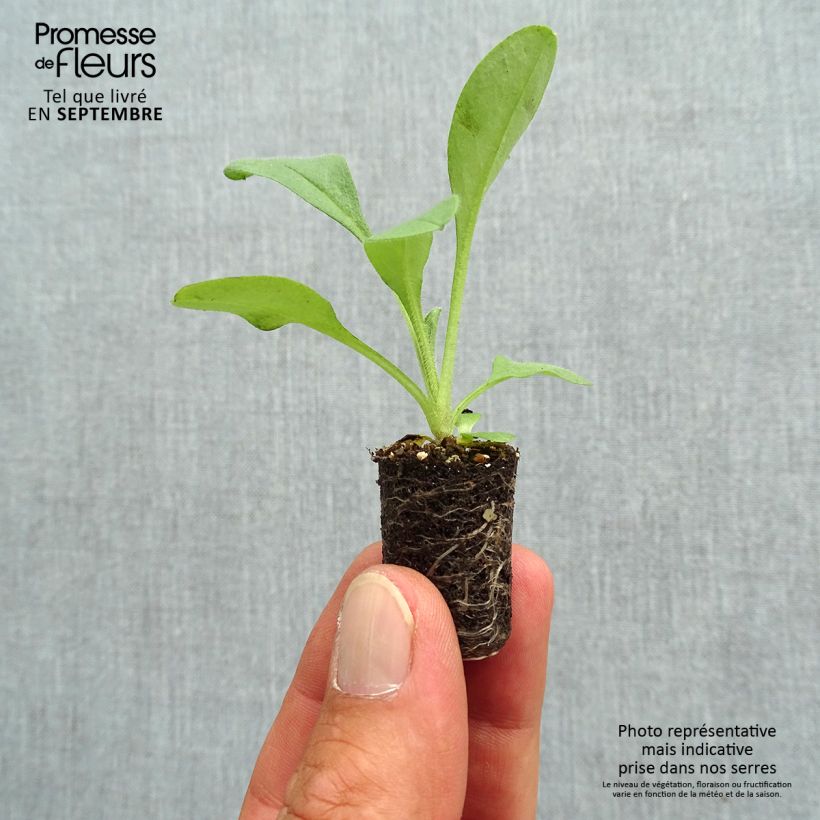 Spécimen de Myosotis Blue Sylva Mini-motte - Mottes de 2 à 3 cm tel que livré en automne