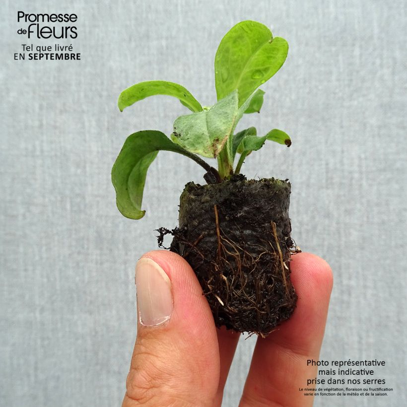 Spécimen de Myosotis Myomark Mini-motte 3,5 cm tel que livré en automne