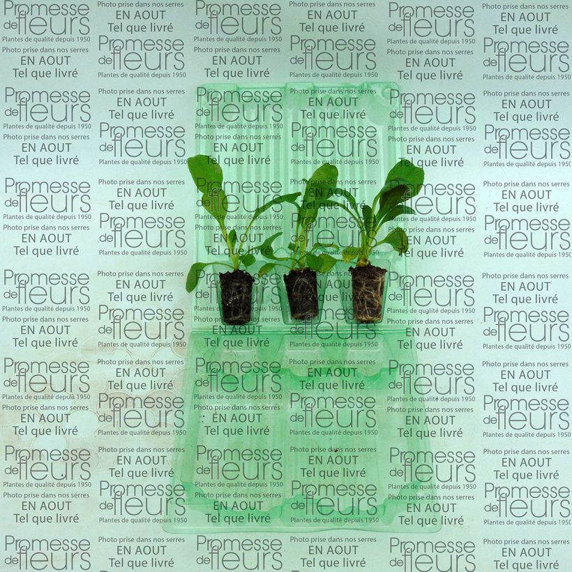 Spécimen de Myosotis Rosylva Mini-motte tel que livré en printemps