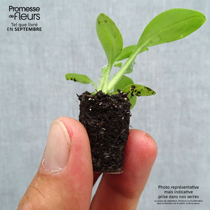 Spécimen de Myosotis Snowsylva Mini-motte - Mottes de 4 cm par 5 tel que livré en automne