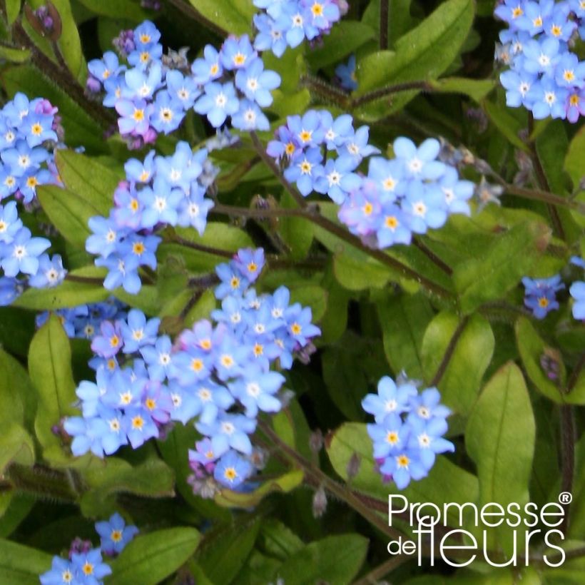 Myosotis sylvatica Savoie Blue Mini-motte (Feuillage)