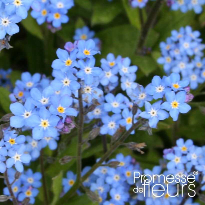 Myosotis sylvatica Savoie Blue Mini-motte (Floraison)