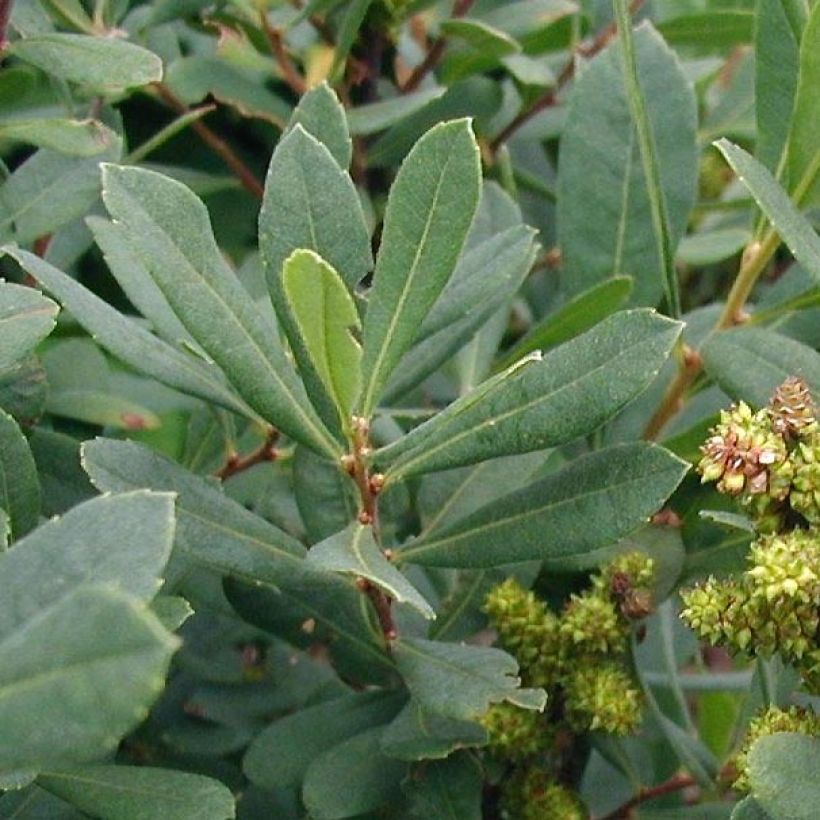 Bois-sent-bon - Myrica gale (Feuillage)